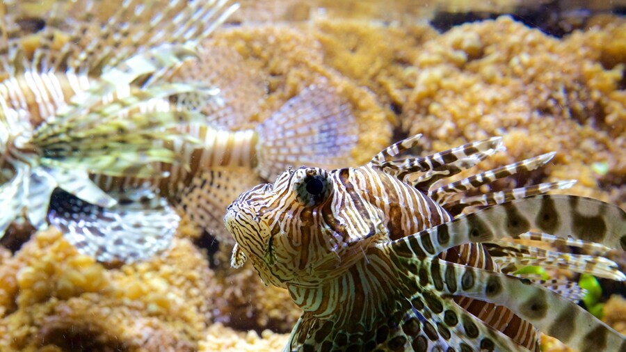 Musee Aquarium de Nancy caracterizando vida marinha