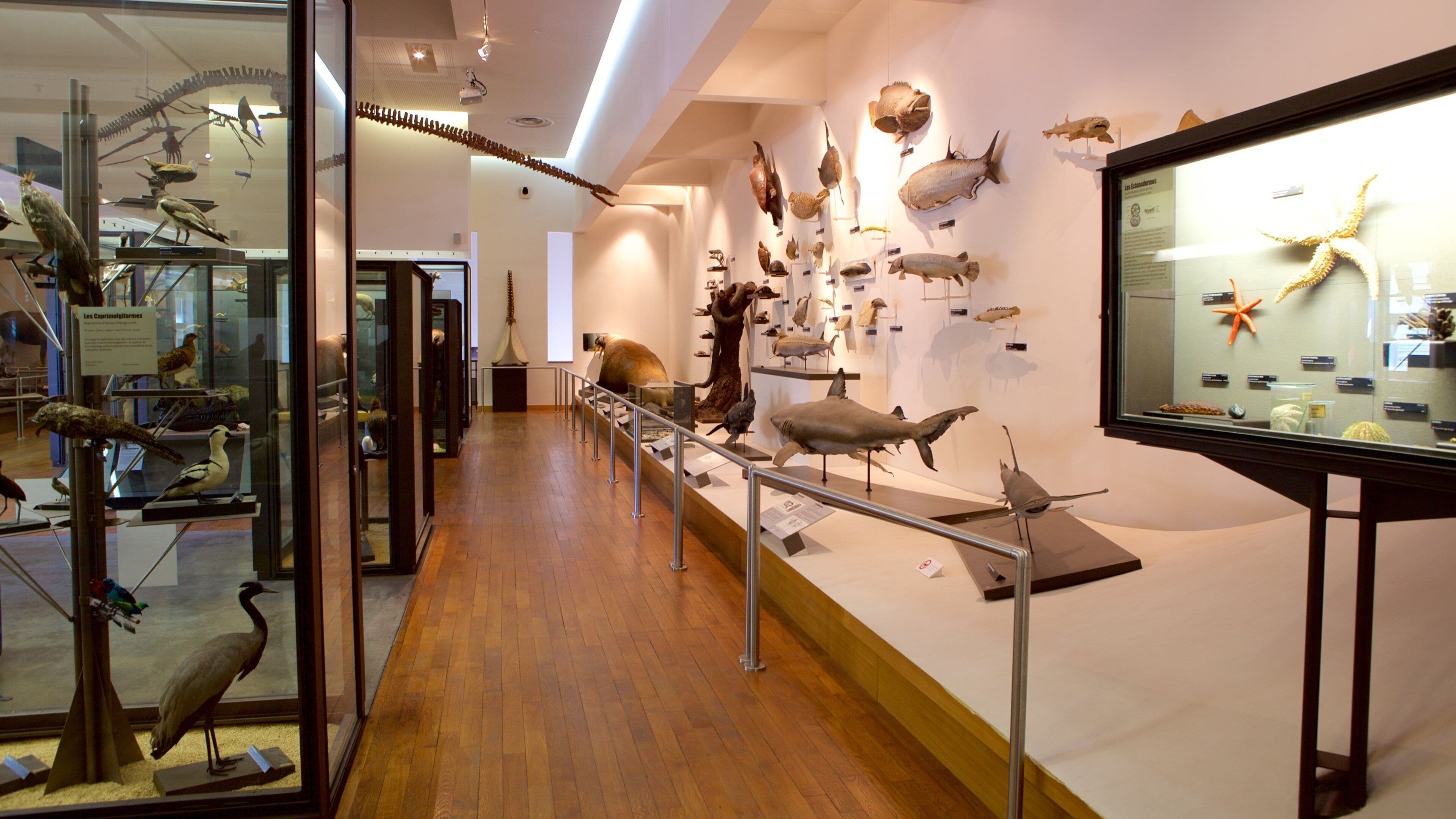 Musée Aquarium de Nancy