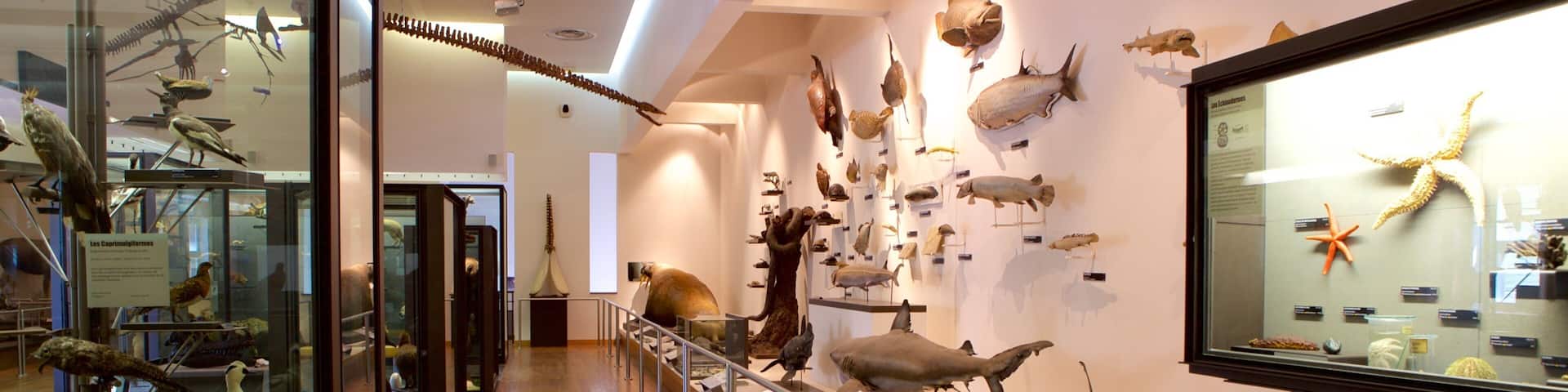 A museum exhibit with various bird and fish specimens displayed on shelves and mounted on the wall.