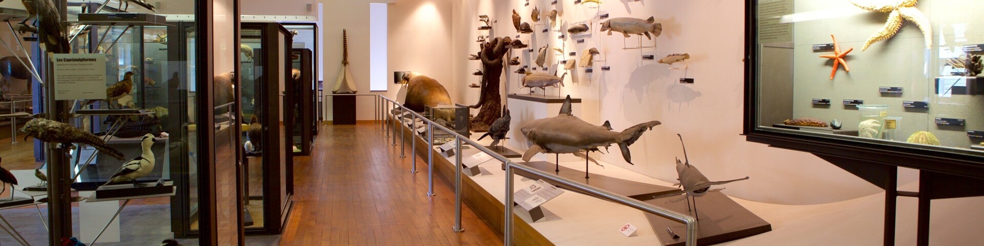 Una exhibición de museo con diversos especímenes de aves y peces expuestos en estantes y montados en la pared.