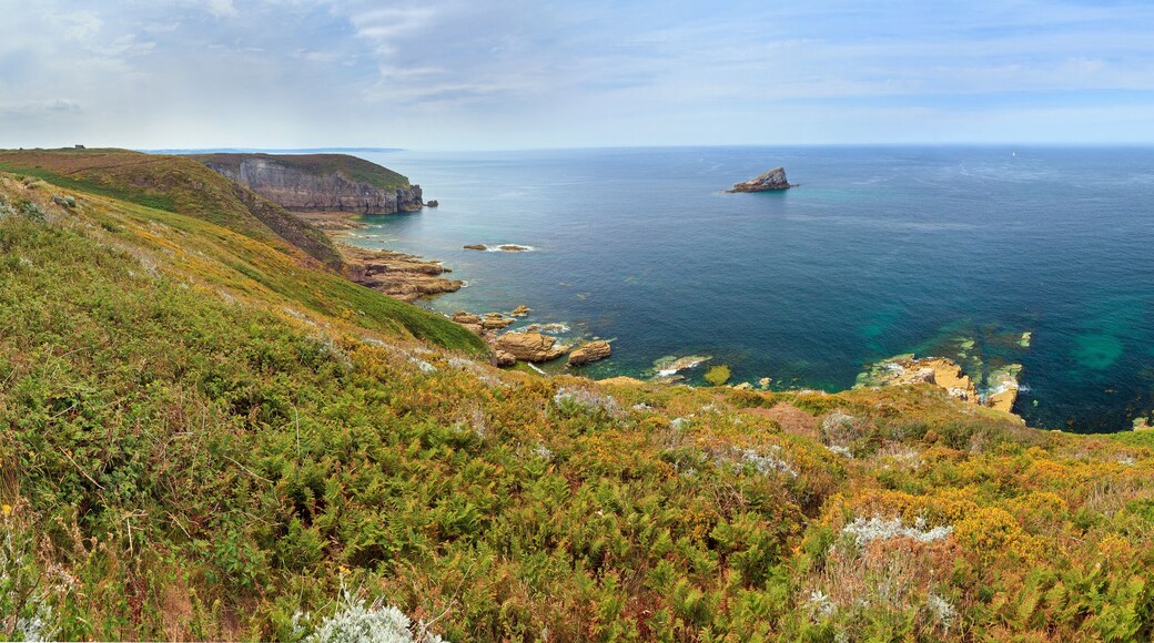 Beautiful 180 degree panoramic view of the cliffs at Cap Fréhel in Brittany, France, with its lighthouses and moorland with vibrant heather flowers (Calluna vulgaris) and common gorse (Ulex europaeus)