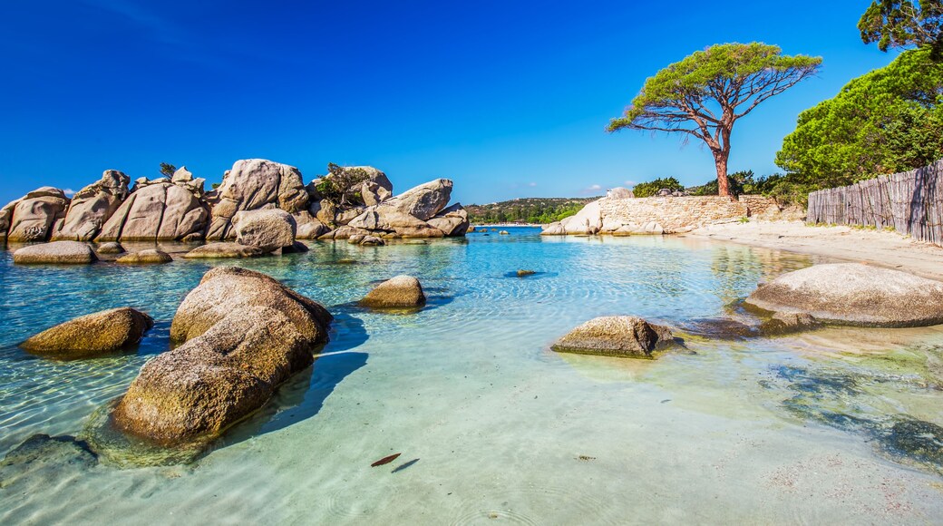 Famous pine tree near the lagoon on Palombaggia beach, Corsica, France, Europe.