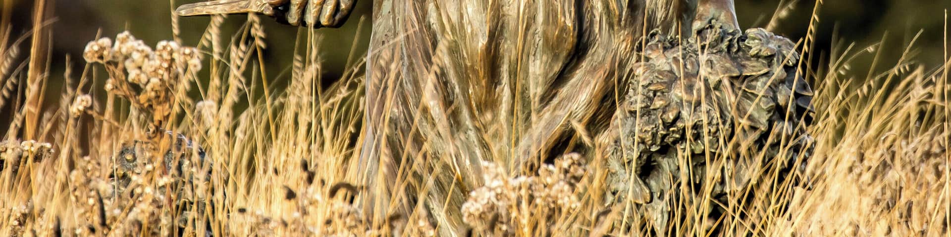 SDSU Gardens - great place for photography.