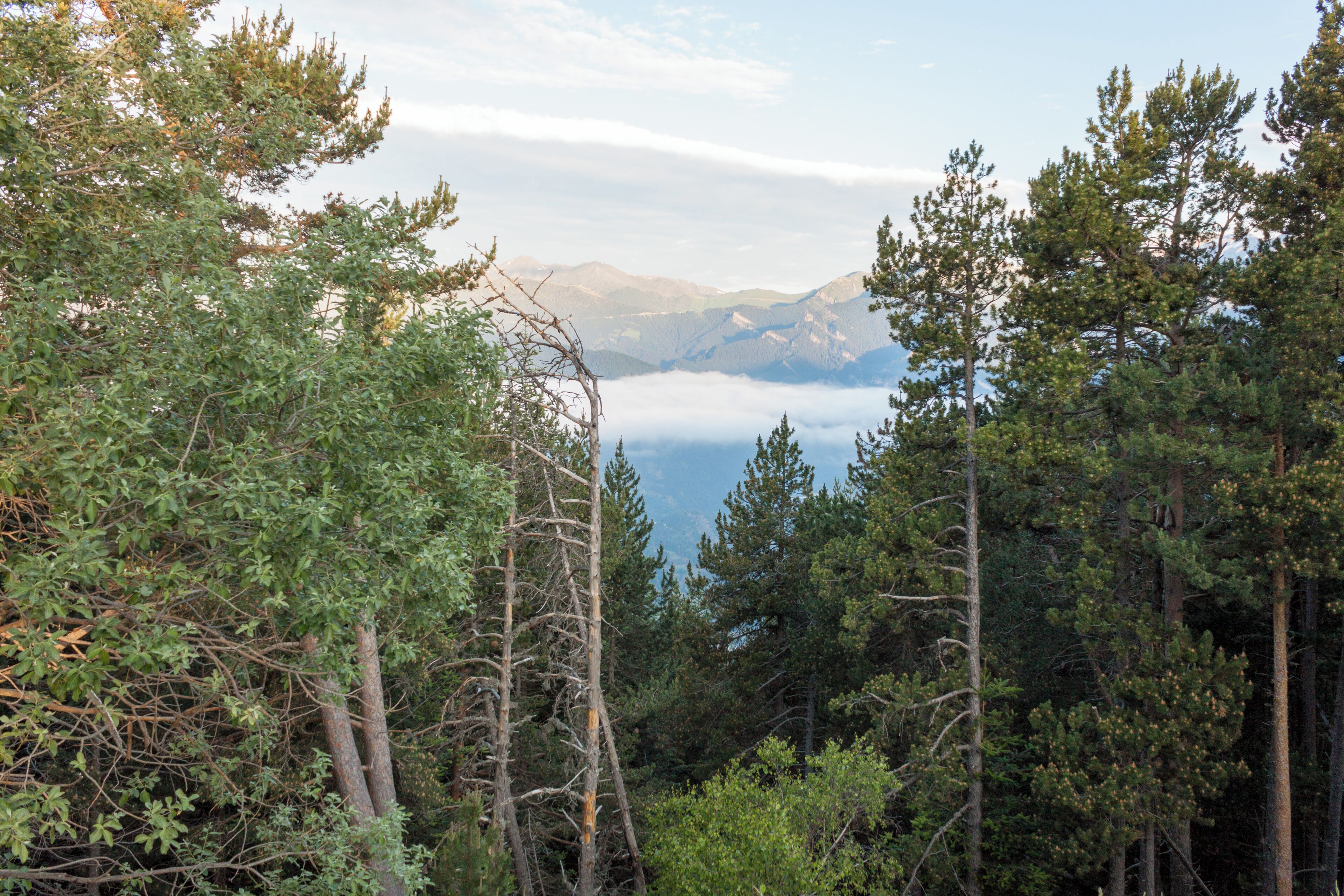 On the road from roc del Quer to Andorra la Vella we saw this... 