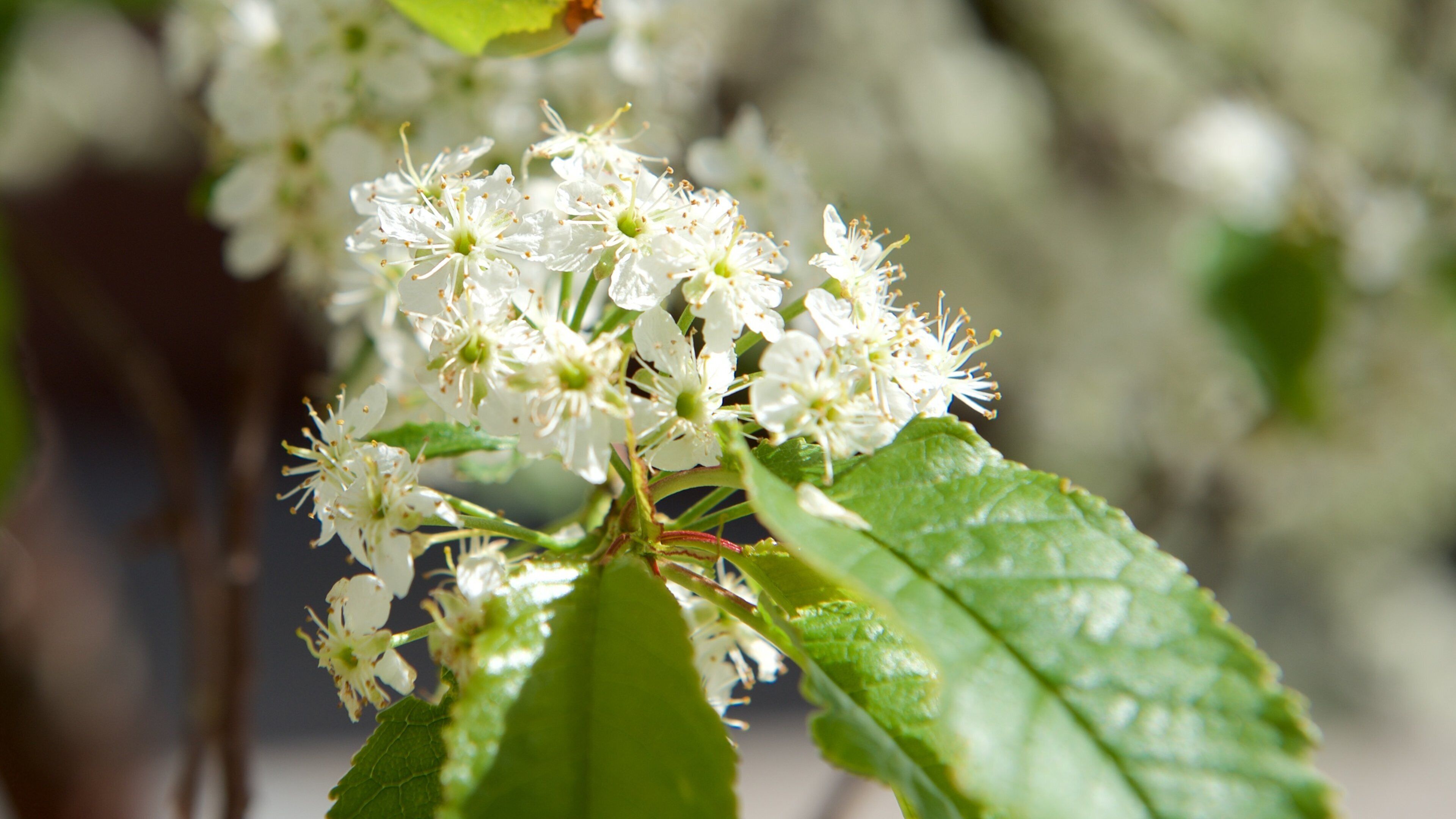 Lordi Square which includes flowers