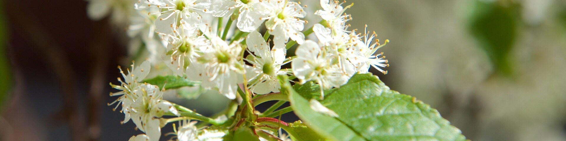 Lordi Square which includes flowers