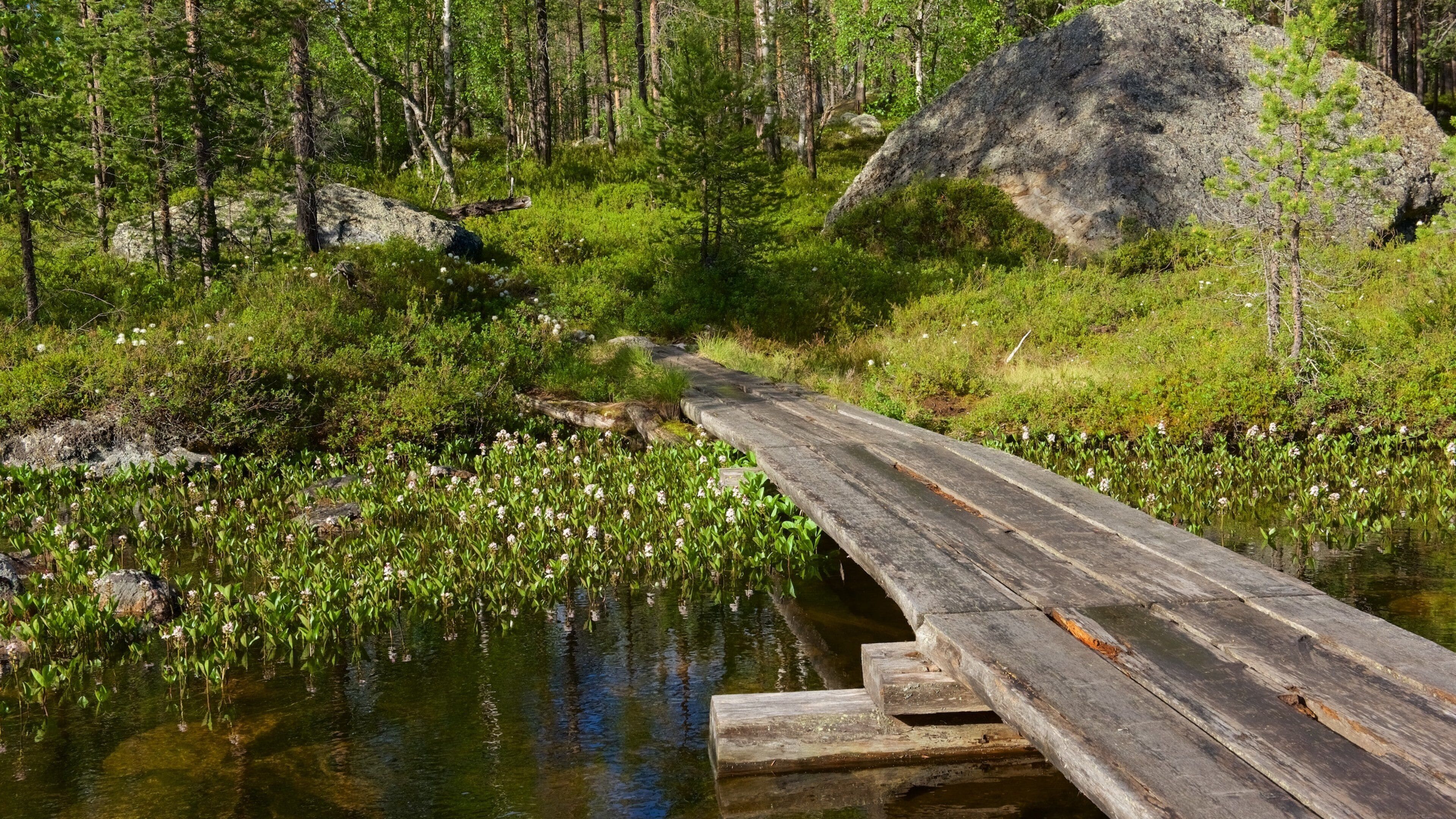 Pielpajarvi Wilderness Church som viser skog, bro og myr