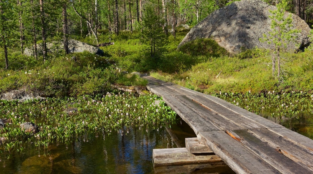 Pielpajarvi Wilderness Church som viser skog, bro og myr