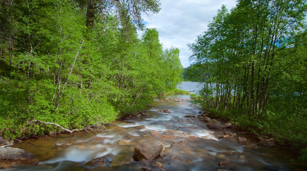 Lemmenjoki National Park showing forest scenes, rapids and tranquil scenes