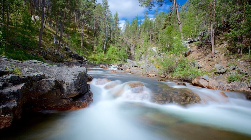 Parque Nacional de Lemmenjoki caracterizando cenas tranquilas, florestas e cĂłrrego