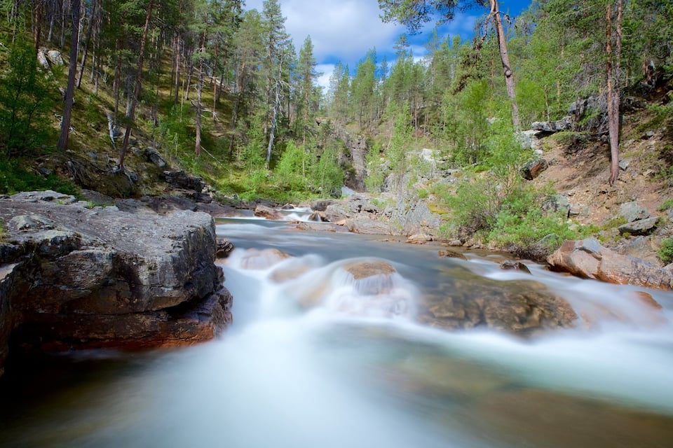 Un río que atraviesa un bosque con terreno rocoso y árboles densos.
