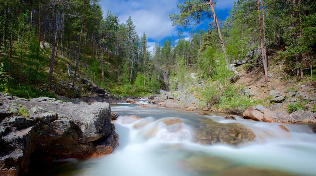 Lemmenjoki National Park showing forests, rapids and tranquil scenes