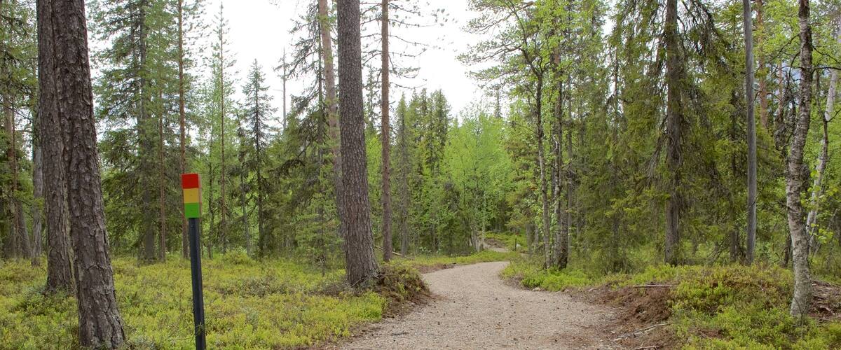 Công viên Quốc gia Pyha-Luosto có tính năng cảnh thanh bình và cảnh rừng