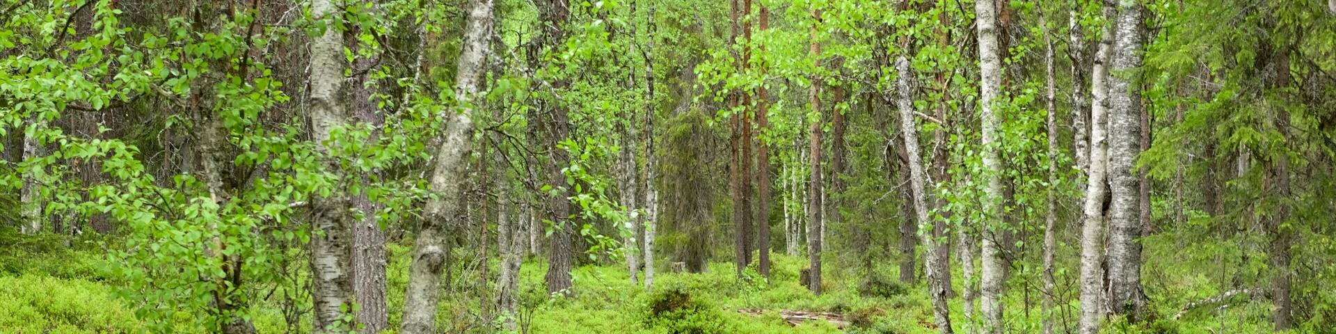 Pyha-Luosto National Park featuring forests