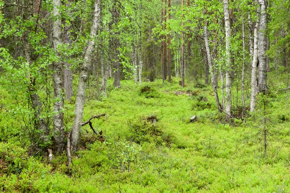 A dense forest with birch trees and lush green undergrowth.