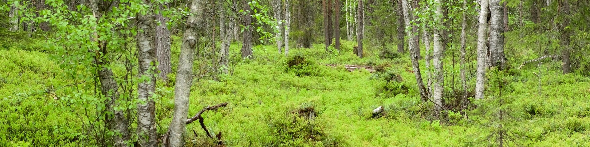 Pyha-Luosto Nationalpark mit einem Waldmotive