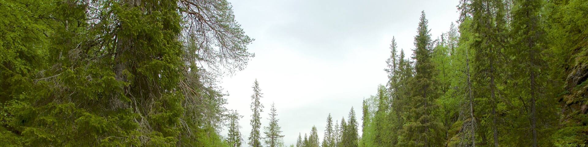 Pyha-Luosto National Park featuring a lake or waterhole and forests