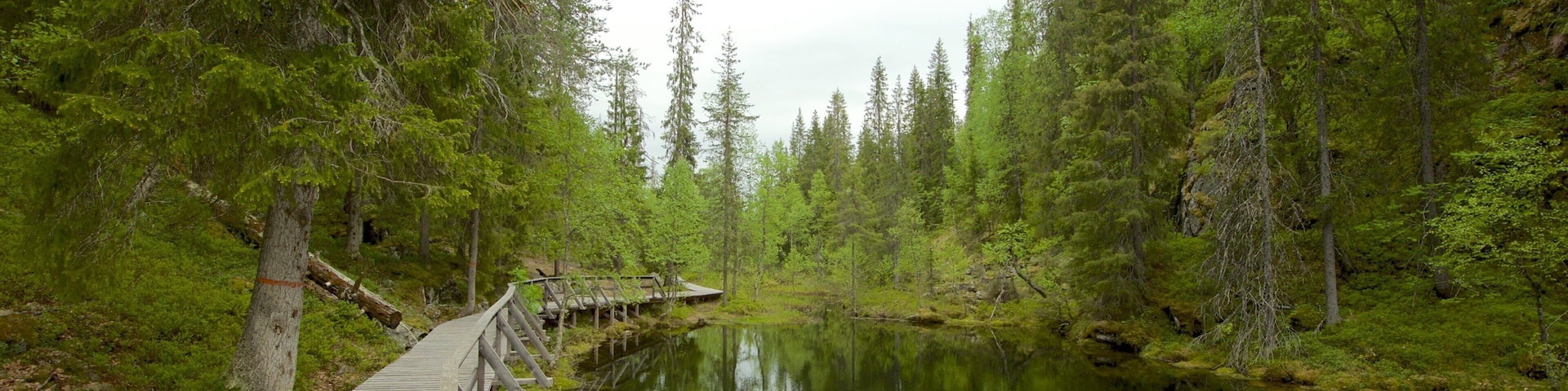 Pyha-Luosto National Park featuring forest scenes and a lake or waterhole