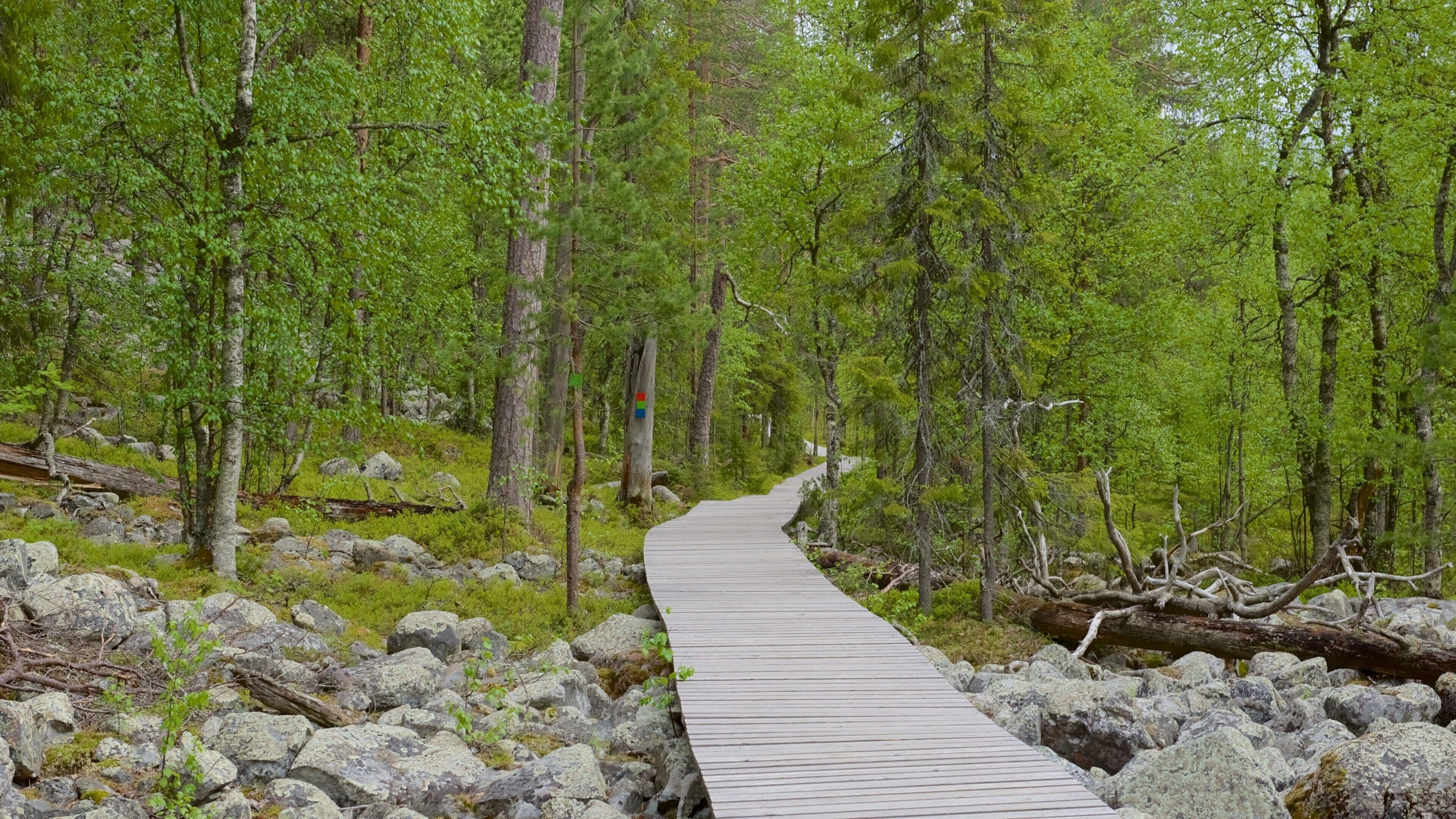 A wooden boardwalk through a forest with green foliage and scattered rocks.