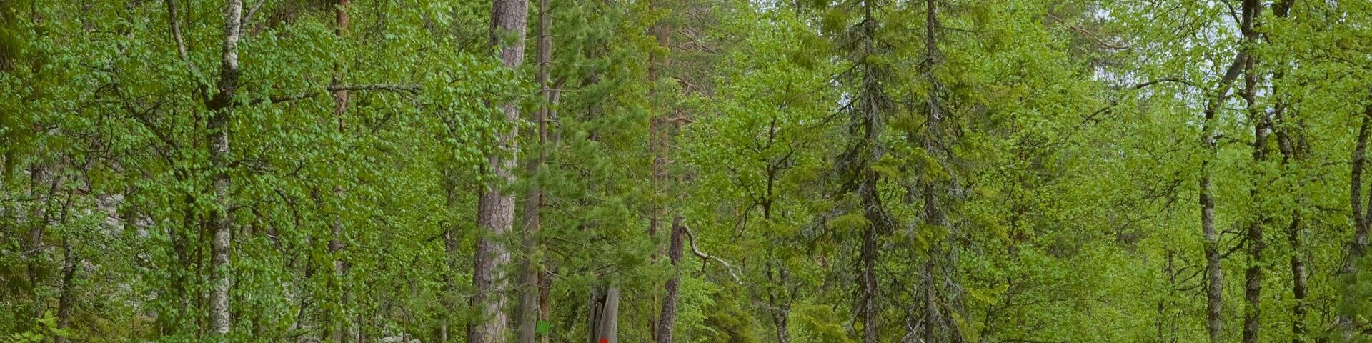 Un muelle de madera que atraviesa un bosque con follaje verde y rocas dispersas.