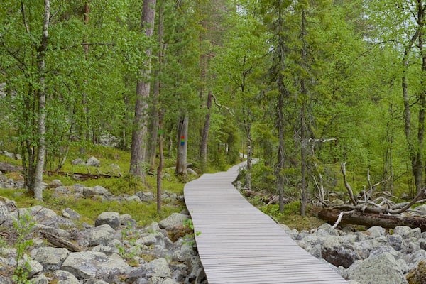 Ein hölzerner Steg führt durch einen Wald mit grünem Laub und vereinzelten Steinen.