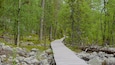 Ein hölzerner Steg führt durch einen Wald mit grünem Laub und vereinzelten Steinen.