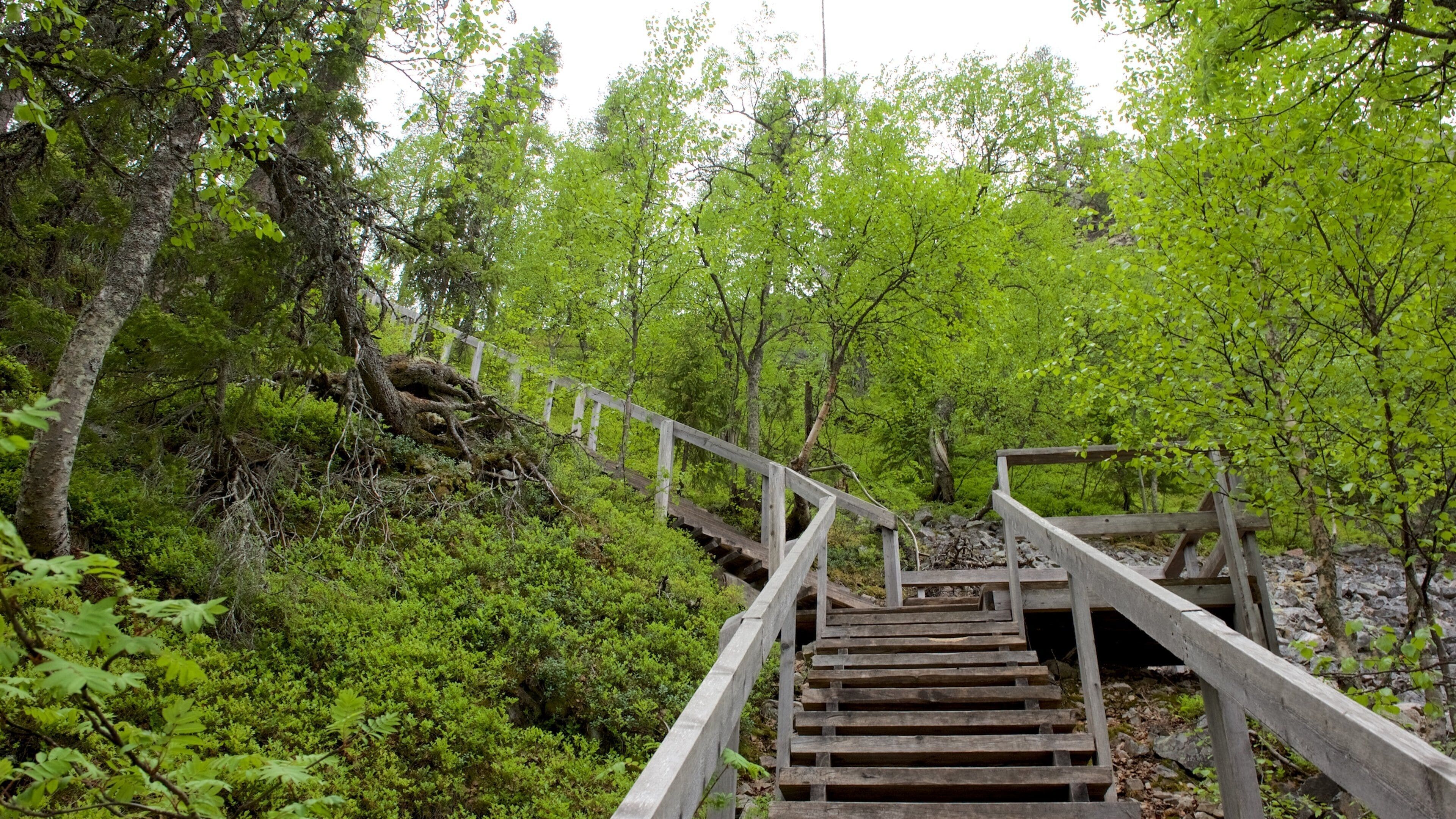 Pyhä-Luosto nasjonalpark fasiliteter samt skoglandskap og bro
