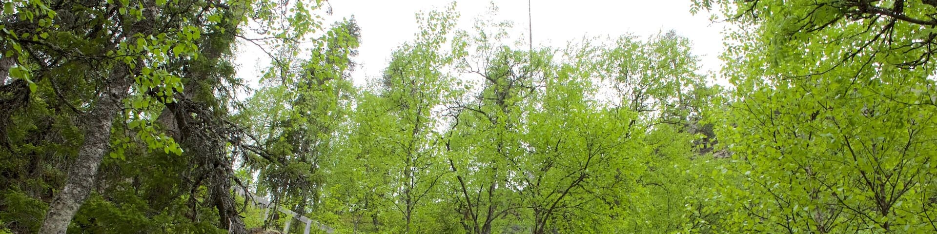 Pyha-Luosto National Park which includes forest scenes and a bridge