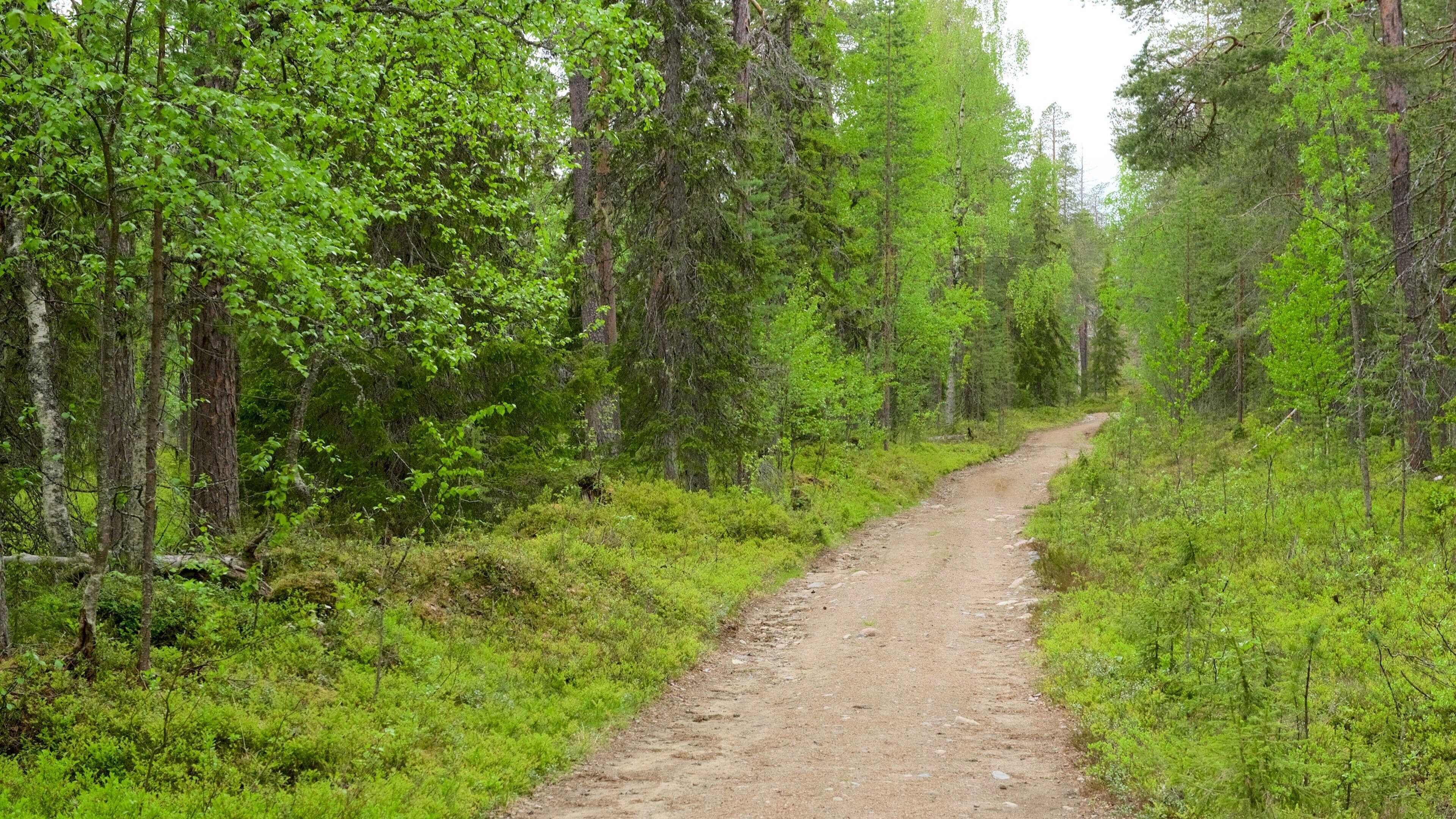 Parque nacional Pyha-Luosto que incluye un jardín y escenas forestales