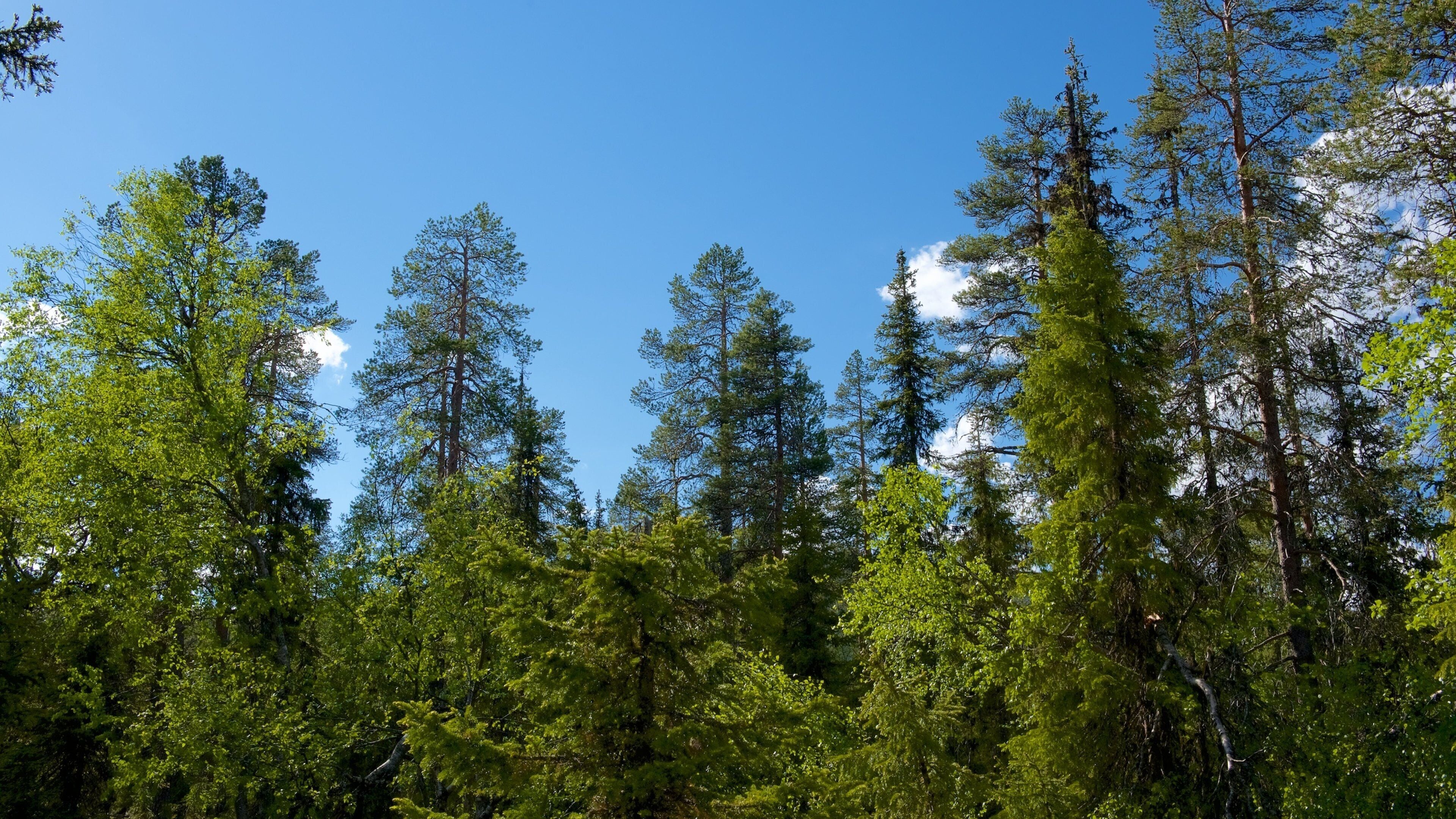 Pyha-Luosto National Park showing forest scenes