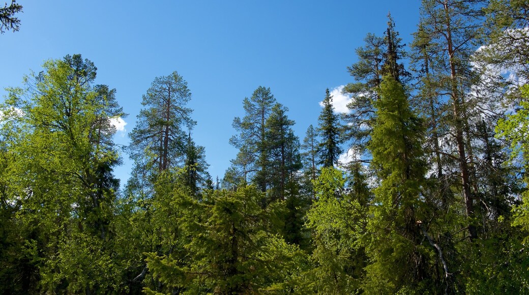 Pyha-Luosto National Park showing forest scenes