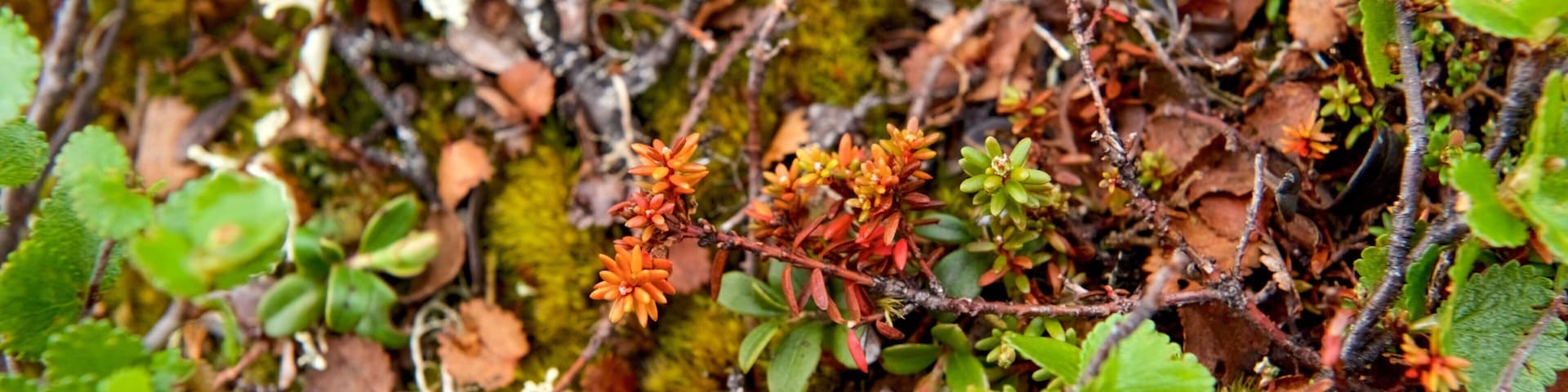 Parc National Urho Kekkoken mettant en vedette fleurs sauvages
