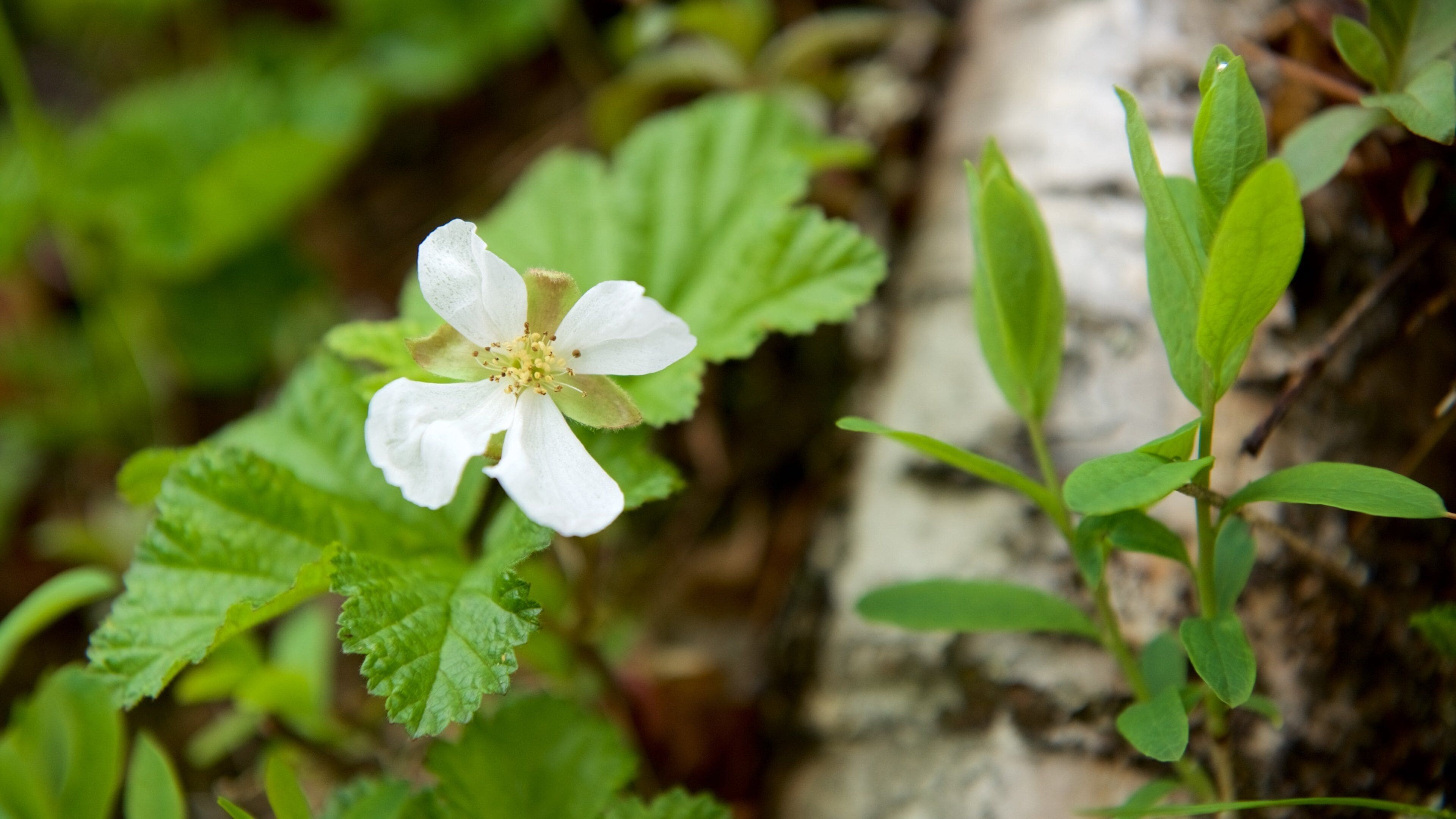 Urho Kekkoken Nationalpark
