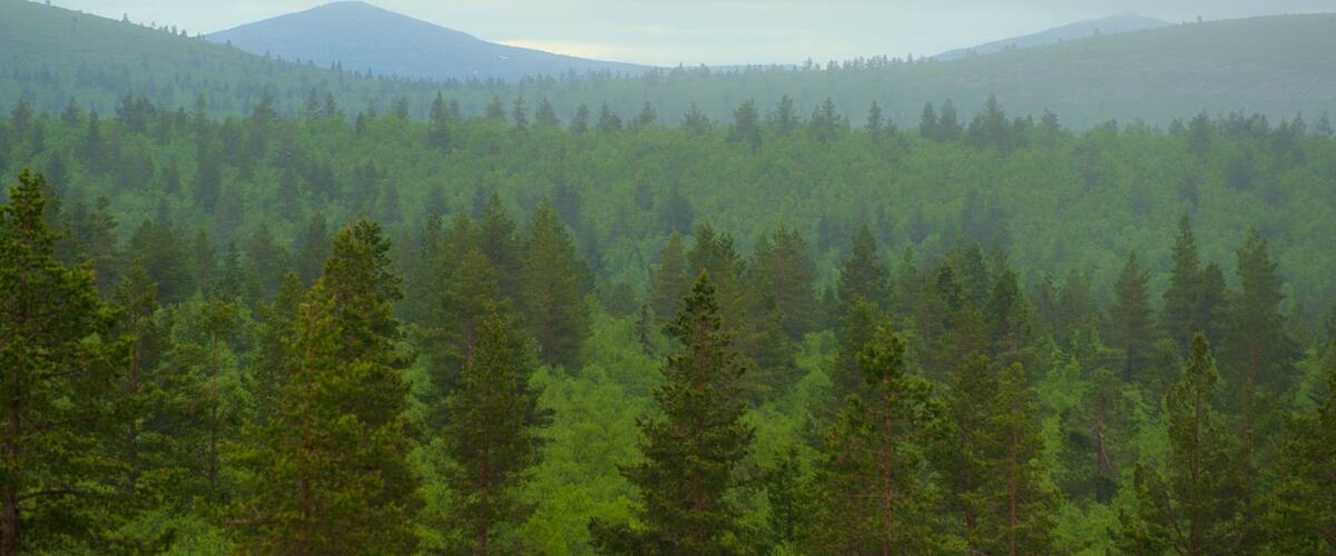 A dense forest with tall evergreen trees and distant mountains under a cloudy sky.