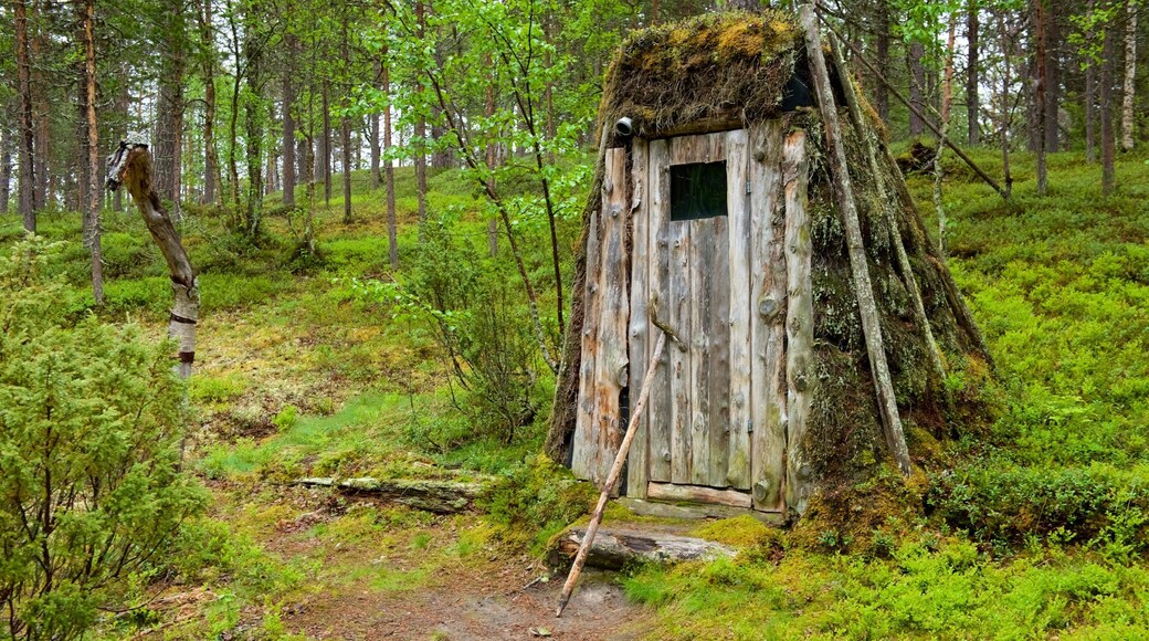 Pallas-Yllastunturi National Park featuring tranquil scenes and forest scenes
