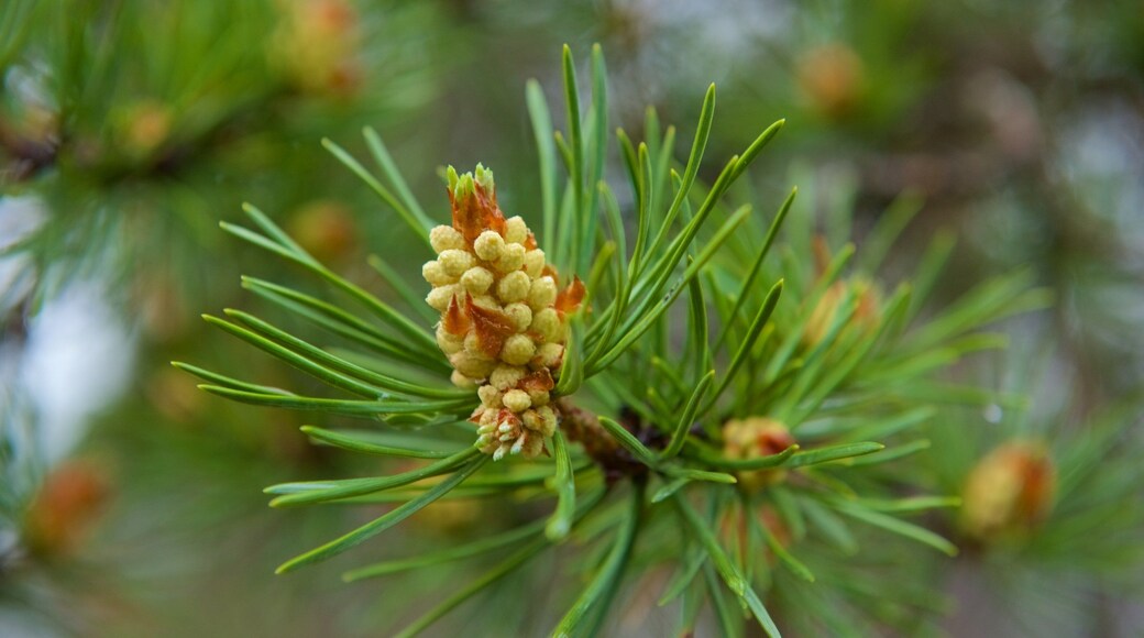 Pallas-Yllastunturi National Park showing flowers