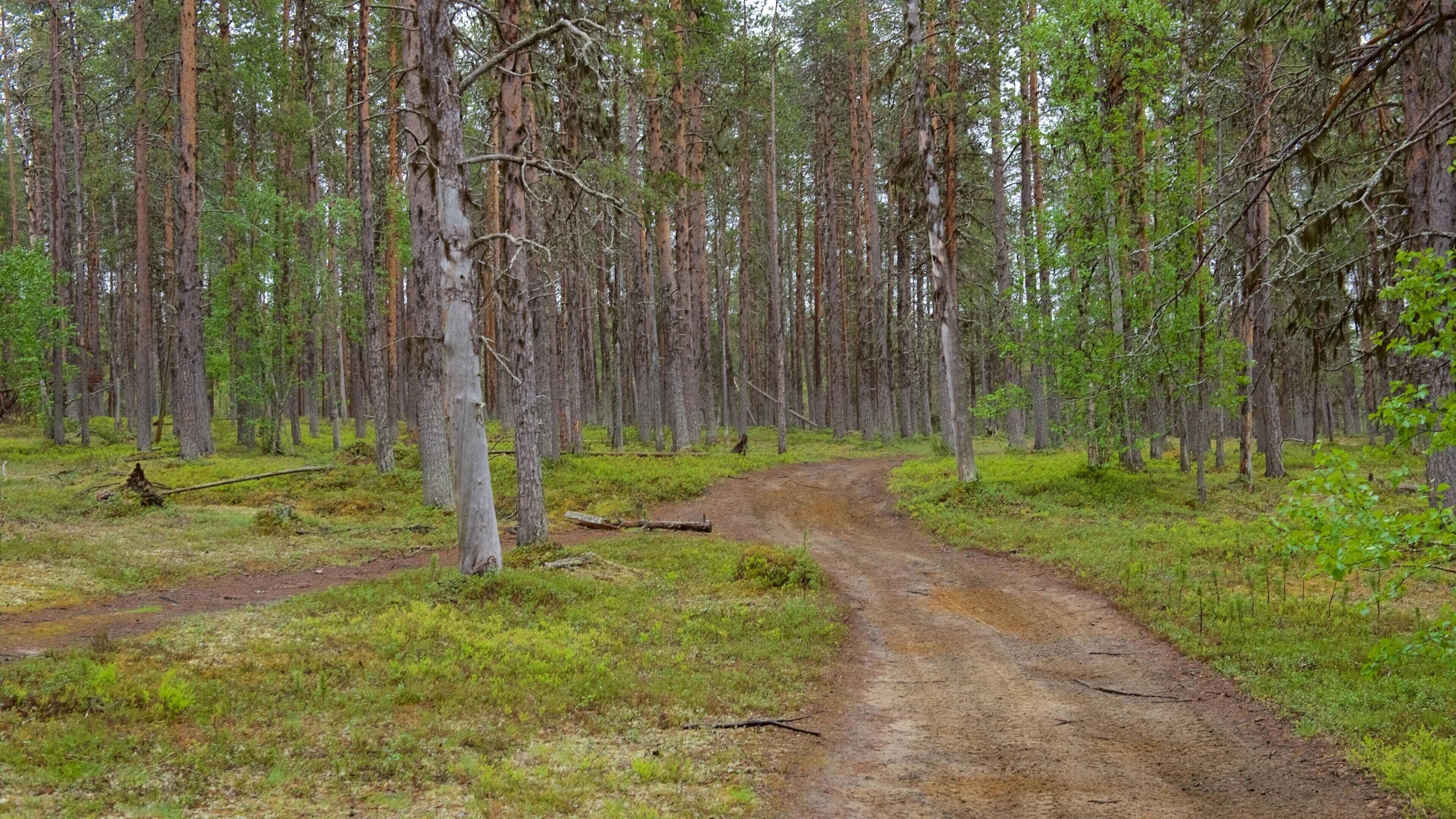 Parco Nazionale di Pallas-Yllastunturi che include foresta e paesaggi rilassanti