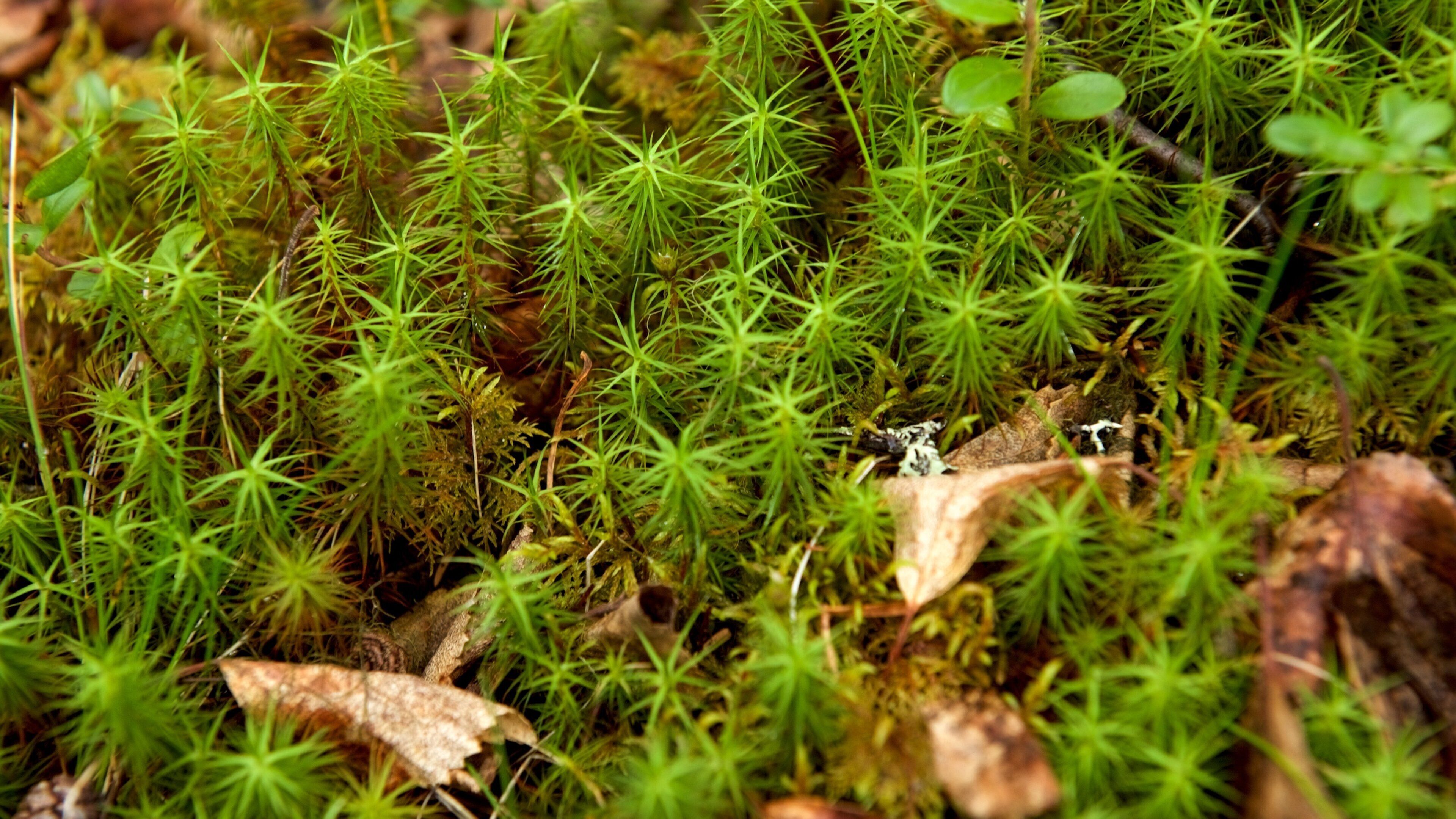 Pallas-Yllastunturi National Park featuring a park