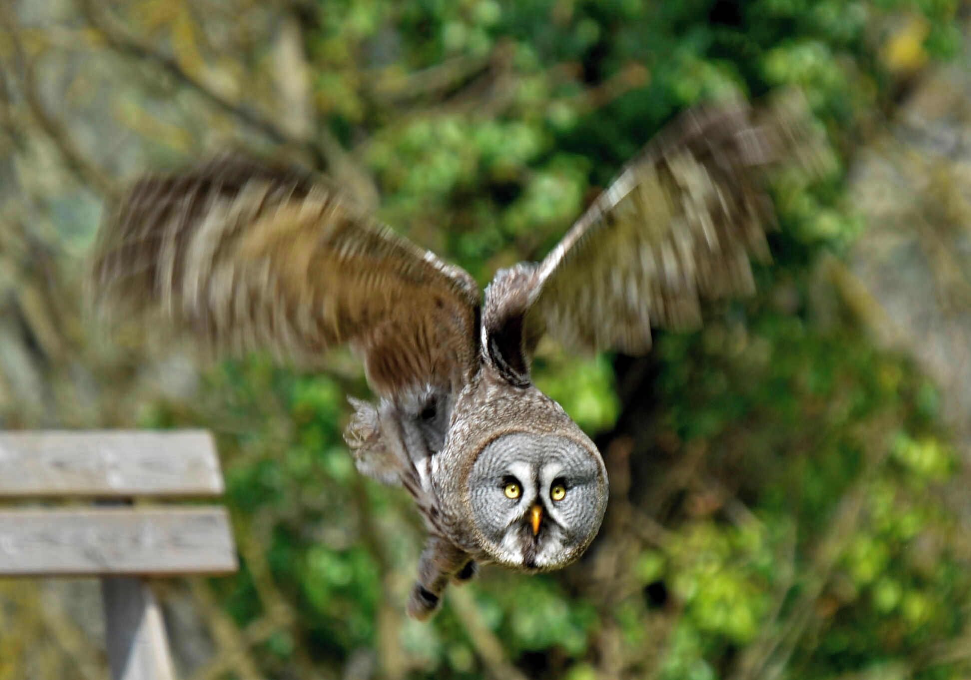 The other experience you can have here is to watch the raptor show in the afternoon.  They have everything from eagles to exotic owls.