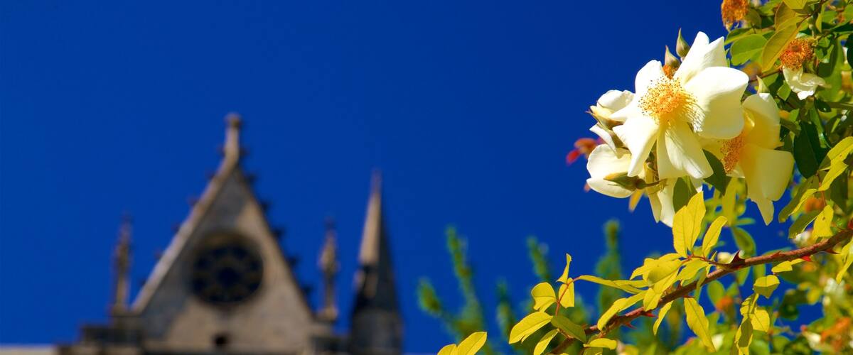 Jardin de l\'Eveche bevat wilde bloemen