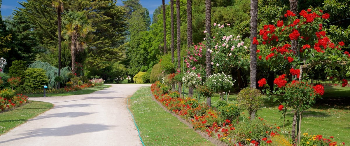 Massey Garden showing wildflowers and a park