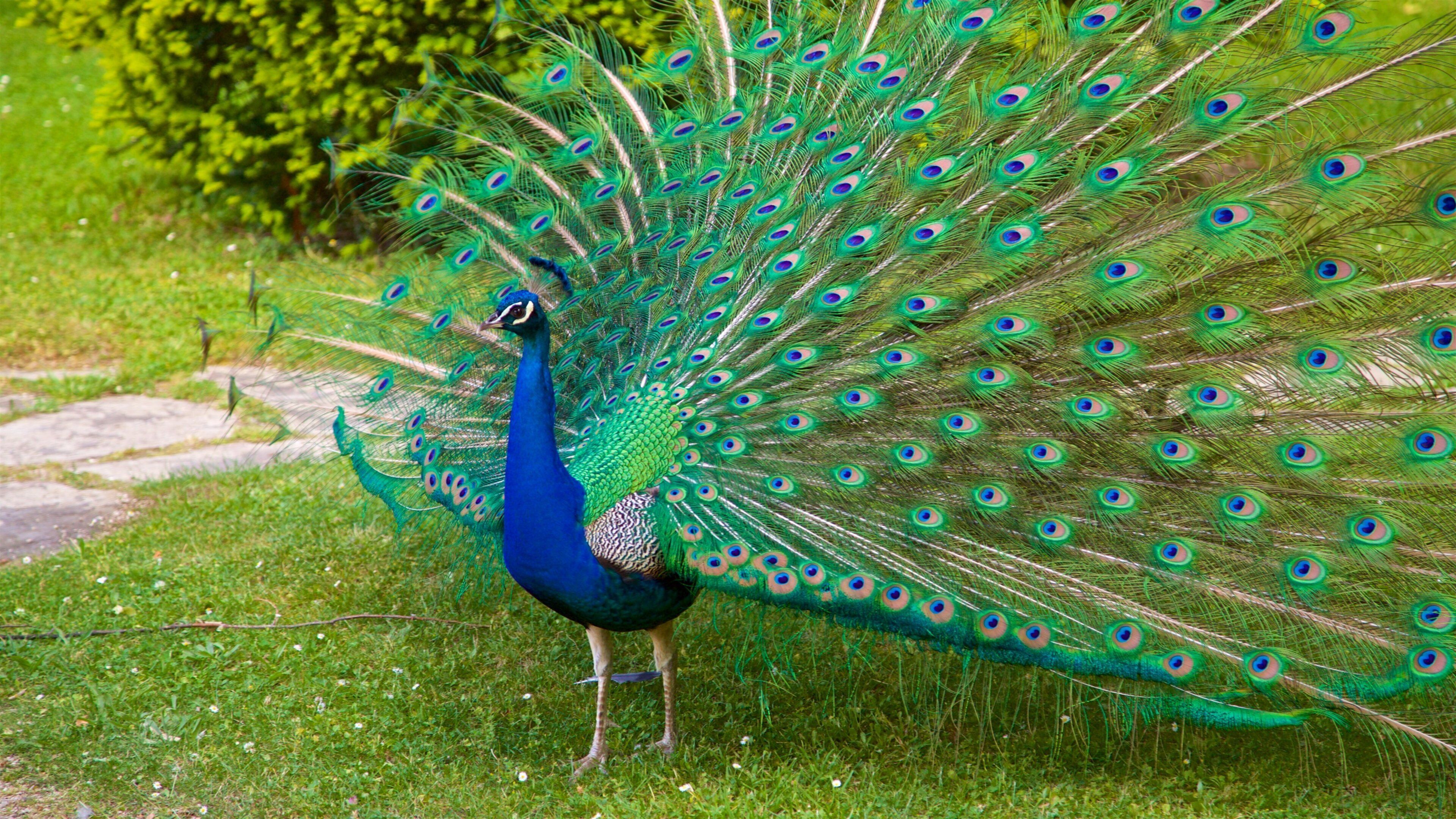 Massey Garden which includes bird life and zoo animals