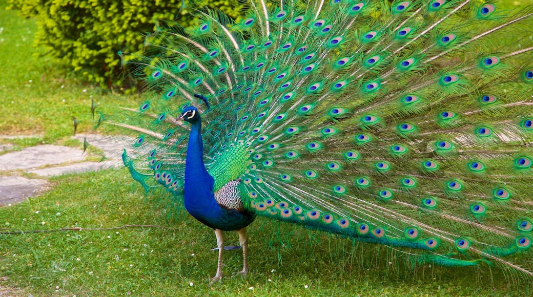 Massey Garden which includes zoo animals and bird life