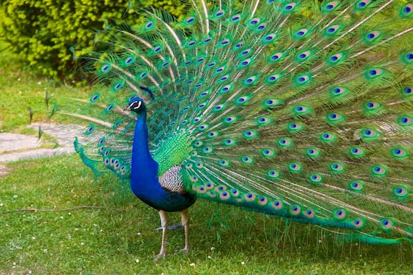 Jardin Massey mettant en vedette animaux de zoo et vie des oiseaux