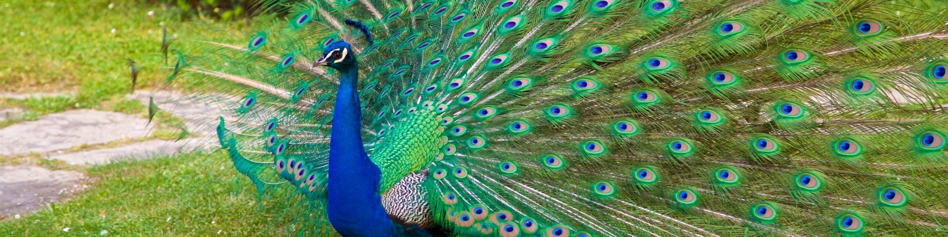 Jardin Massey mit einem Zootiere und Vögel