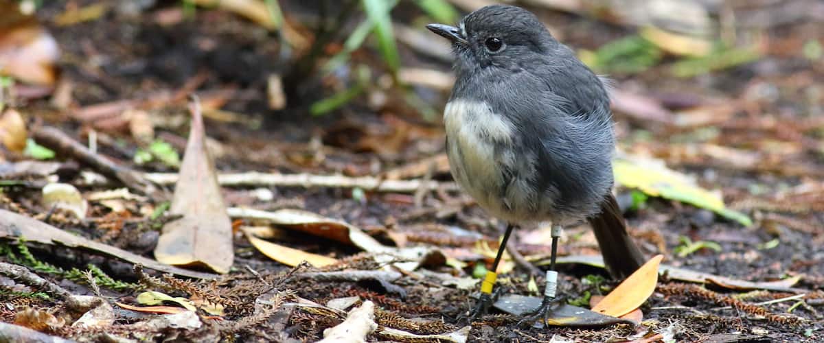 A bird standing on the ground amidst dry leaves and twigs.