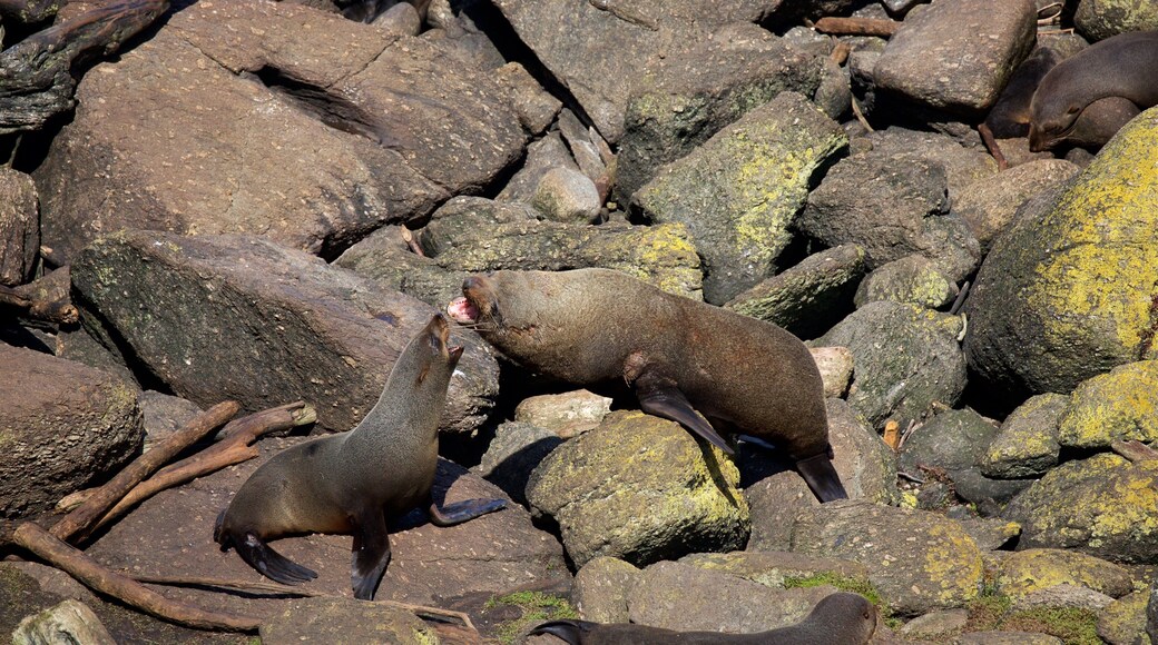 Tauranga Bay Seal Colony mostrando litoral acidentado e vida marinha