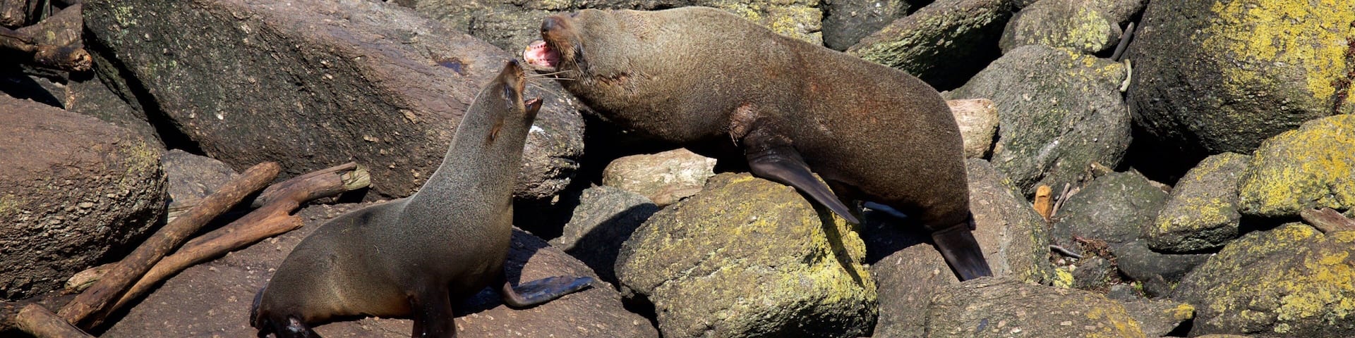 Tauranga Bay Seal Colony which includes marine life and rugged coastline
