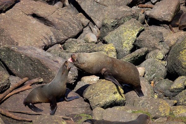 Tauranga Bay Seal Colony presenterar klippig kustlinje och havsdjur