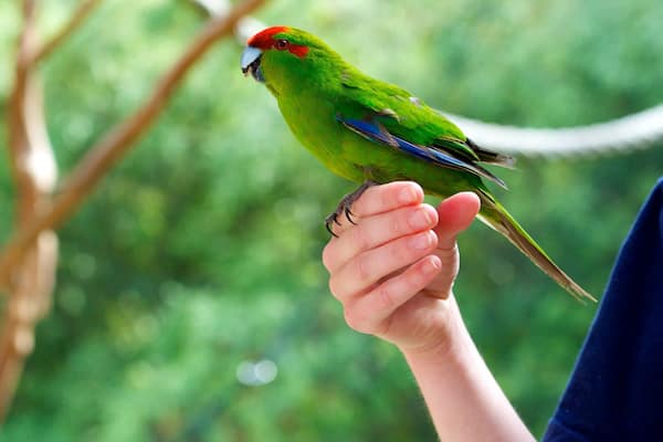 Un perroquet vert était perché sur la main d’une personne.